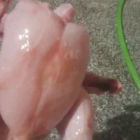 غذای سگ و گربه