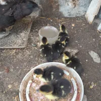 فروش ۶ عدد جوجه اردک اسراییلی