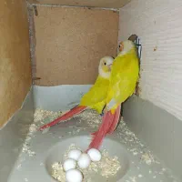 پرنده طوطی کاسکو راهب ردچیک مونچیک خورشیدی|پرنده|اصفهان, سعادت‌آباد|دیوار