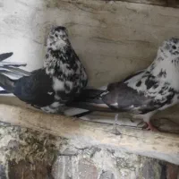 کبوتر|پرنده|تیکمه داش, |دیوار