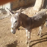 الاغ نر وجوان