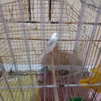 فنچ نرگسی زیبا دستی|پرنده|شادگان, |دیوار