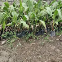 فروش گل و گیاه