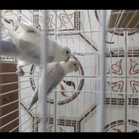 کوتوله مولد ب ضمانت