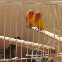 دو جفت طوطی برزیلی درجه یک با تخفیف|پرنده|سرپل ذهاب, |دیوار