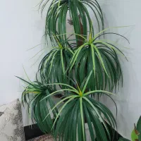 درختچه مصنوعی نخل مردابی