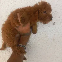 توله سگ توی پودل ماده دارک رد فرفری تاینی پودل نر