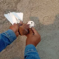 کفتر تهران|پرنده|پاکدشت, پاکدشت (مامازند)|دیوار