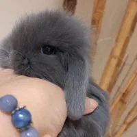 نژادکوتوله داچ درمرکز اصلی جوندگان خانگی اصفهان|موش و خرگوش|اصفهان, شاهزید|دیوار