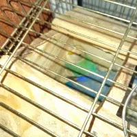 طوطی برزیلی