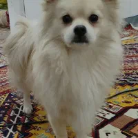 پامر روباهی بازیگوش