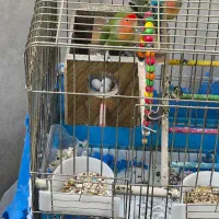 فروش یک جفت کوتوله برزیلی مولد