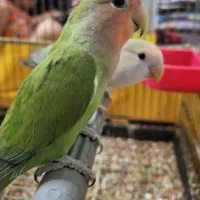 کوتوله برزیلی به همراه تخم