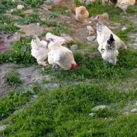 تخم مرغ نطفه دار