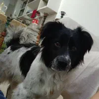 واگزاری رایگان سگ اشپیتز