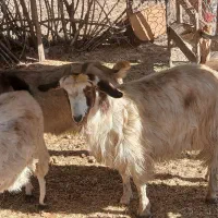 ۳عدد توشتیر تمام بتنی پروار|حیوانات مزرعه|ملکشاهی, |دیوار