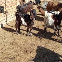 بزغاله|حیوانات مزرعه|گمیشان, |دیوار