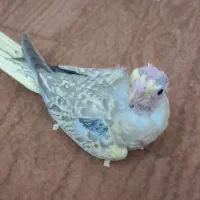 جوجه عروس هلندی نروماده|پرنده|کرج, آق تپه|دیوار