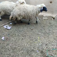 یک عدد میش فروشی