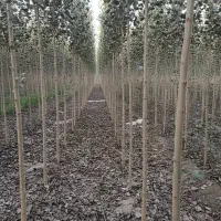 خرید نهال صنوبر با ارسال سریع