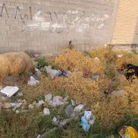گوسفند|حیوانات مزرعه|امیدیه, |دیوار