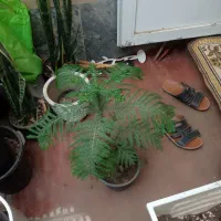 گل های آپارتمانی واداری|گل و گیاه طبیعی|اردبیل, |دیوار