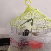 مینا سخنگو