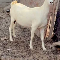 بزغاله صلال