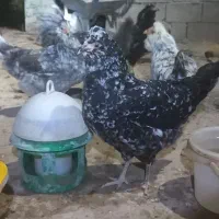 فروش تخم مرغ گلین طوسی ومشکی خال سوزنی اصل|حیوانات مزرعه|برازجان, |دیوار