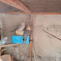 مرغ عشق انگلیسی A.عروس هلندی|پرنده|سیرجان, |دیوار