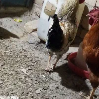 مرغ و خروس|حیوانات مزرعه|کبودرآهنگ, |دیوار