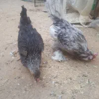 مرغ و خروس جوان