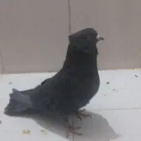 کفتر نر زاغ ازنسل سرور سوقدیم|پرنده|پرند, فاز ۶|دیوار