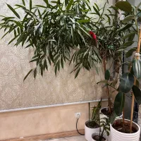 درخت بنجامین امستل فیکوس سانسوریا زاموفیلیا