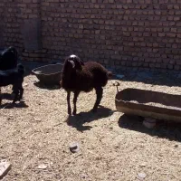 یک عدد بز زایده با بزغاله ماده ویک عدد بره ماده ب|حیوانات مزرعه|نیشابور, شهرک زرگران|دیوار