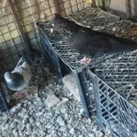 نروماده تهرانی