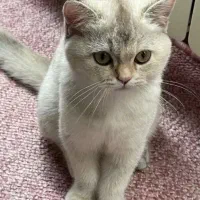 گربه اسکاتیش بریتیش ماده