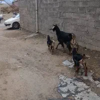 بز بزغاله گوسفند