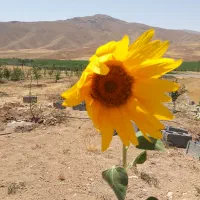 باغ فنس کشی شده|فروش دفتر صنعتی، کشاورزی، تجاری|لاران, |دیوار