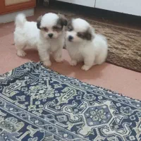 سگ پشمالو خانگی