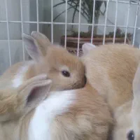 بچه خرگوش های ناز و بازیگوش|موش و خرگوش|قم, چهار مردان|دیوار