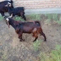 بزغاله نر گوشتی و نگهداری|حیوانات مزرعه|میاندوآب, |دیوار