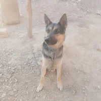 سگ نرژرمن هاسکی