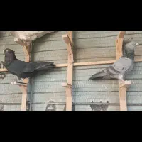 کبوتر کلاغ سیاه پرشی|پرنده|مشهد, تربیت (صدف)|دیوار