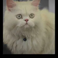 پرشین بریتیش نر