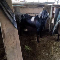 نر بز سیاه پلنگی