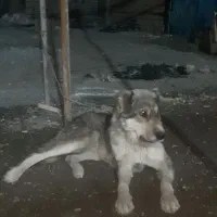 سگ پژدر وسرابی اصیل ماده