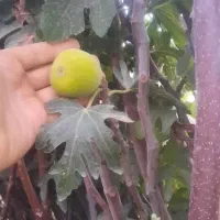 نهال گلدانی آماده کاشت....|خدمات باغبانی و درختکاری|زنجان, |دیوار