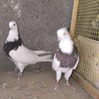 طوقی درجه یک|پرنده|کارون, |دیوار