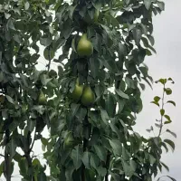 زمین باغی درباقرآباد|فروش زمین و ملک کلنگی|رامیان, |دیوار